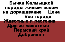 Бычки Калмыцкой породы живым весом на доращивание. › Цена ­ 135 - Все города Животные и растения » Другие животные   . Пермский край,Добрянка г.